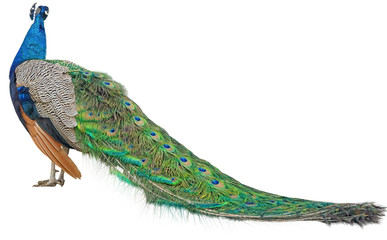 the Beautiful Peacock