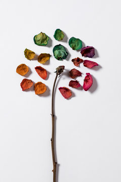 petals of  a rainbow dried rose