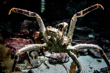 Crab at the bottom of the aquarium
