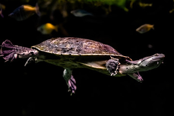 Sea turtle swimming in aquarium