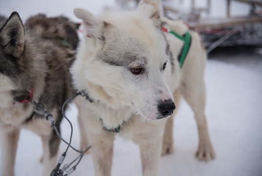 Sled dogs in lapland
