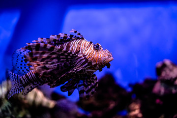 tropical fish in aquarium