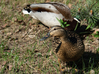 Two ducks walk in the city Park, Drake and duck.