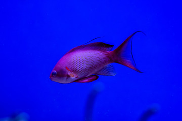 fish in an aquarium