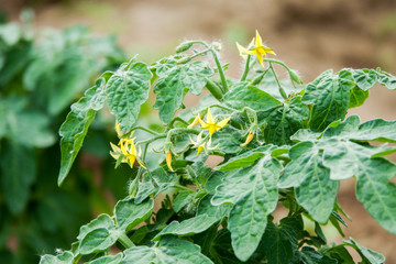 Bright yellow flowers of tomatoes in summer