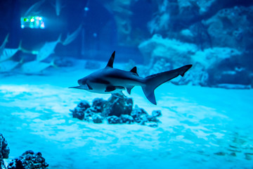 great white shark in an aquarium
