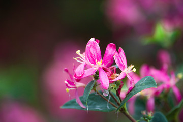 Fototapeta premium pink flower