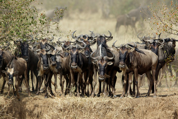 The great migration: wildebeests crossing the Mara river, Masai Mara, Kenya