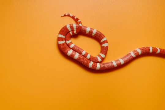 Snake tail