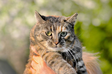 Close up of a pretty green eyed cat in womans hands.