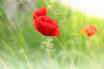 poppies blooming in the wild meadow