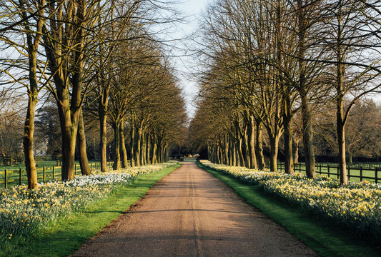 Spring Daffodils growing along an avenue of trees. Norfolk, UK.