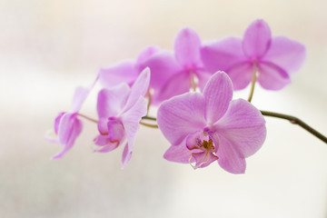 Naklejka na ściany i meble Pink flower background. Orchid branch blooming. Phalaenopsis hybrid orchid pink fower. Houseplants blooming. Tropical plants concept.