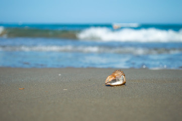 Beautiful sandy beach with seashell and blur ocean background summer concept. Blue water, white waves, sunlight. Free space for your text.