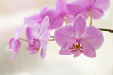 Naklejka na ściany i meble Pink flower background. Orchid branch blooming. Phalaenopsis hybrid orchid pink fower. Houseplants blooming. Tropical plants concept.