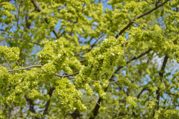 Green spring background.  Season pollen allergy concept. Flowering garden and forest tree. Green trees branch, soft focus.