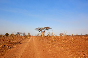 Baobab next to a road in Botswana