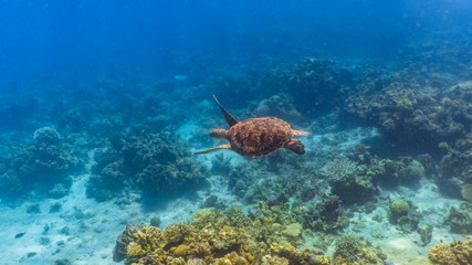Green sea turtle swimming above a coral reef. Sea turtles are becoming threatened due to illegal human activities.
