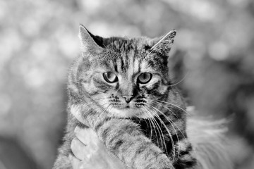 Black and white portrait of a domestic stripped cat in owner hands.