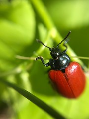 red bug on green leaf © Павел Сарнавский