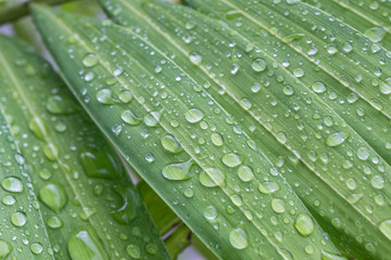 water drops on leaf