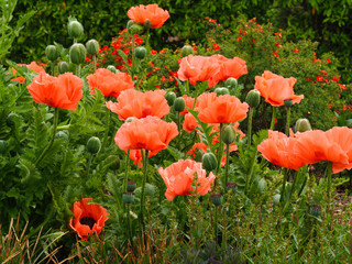 Red poppies and buds in a breezy summer garden