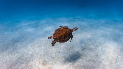 Green sea turtle swimming above a coral reef. Sea turtles are becoming threatened due to illegal human activities.