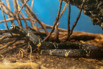 snake ornate cantil in a terrarium
