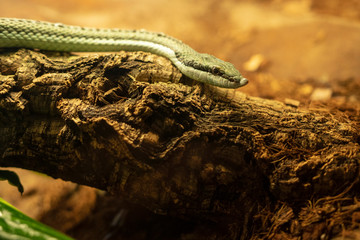 barons green racer in its terrarium