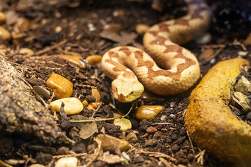 horned viper in its terrarium