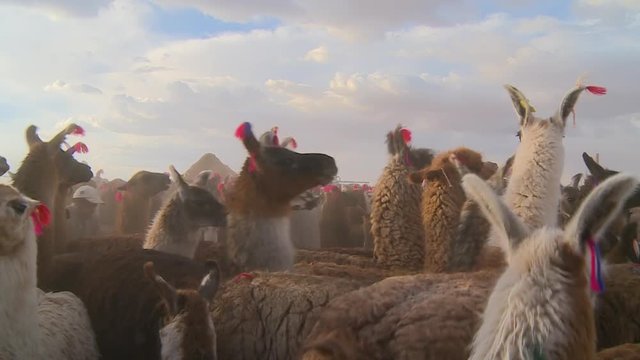 Medium low-angle portrait still shot of a heard of grouped Andean Llamas being handled by owners at Altiplano, Bolivia