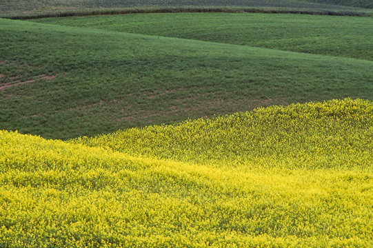 Rapeseed (Brassica napus) or canola field (Sinapis alba) in the Palouse Prairie in eastern Washington State in early summer.