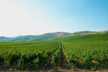 Fototapeta na wymiar Beautiful vineyards landscape in Italy