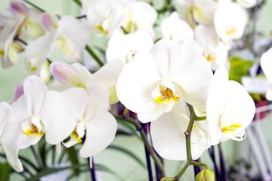 Beautiful orchids © Lizaveta