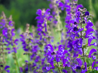 Naklejka premium Beautiful purple Salvia pratensis blooms in the meadow.