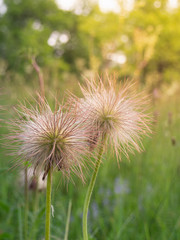Pulsatilla vulgaris with seed grows in the field in warm sunshine.