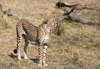 Closeup of a cheetah in the Savannah, Kenya