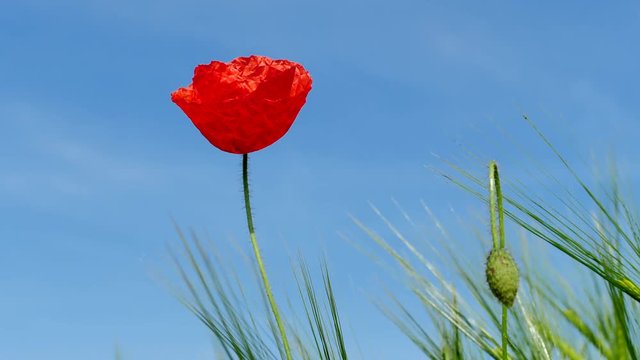 Red poppy flower on blue sky background