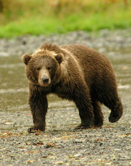 Grizzly Bear Patroling Kodiak In THe Rain