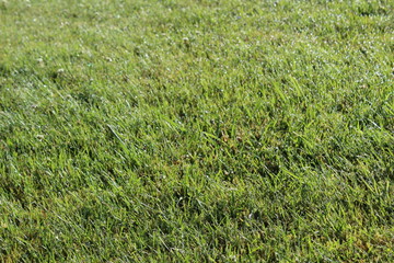 Morning dew sparkles the surface of a lawn in the sunlight