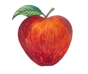 Apple picture and painted with watercolor.