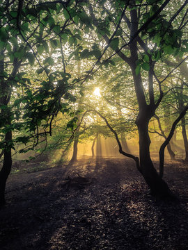 Dappled Light in the Park