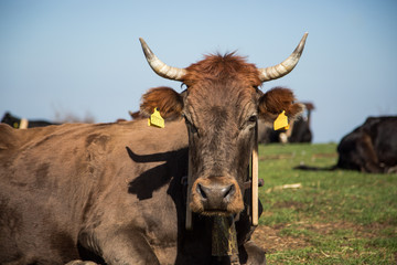 Obraz premium Portrait of grazing cow