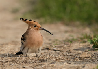 Closeup of Hoopoe seraching food, Bahrain 