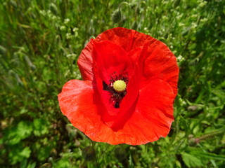 Fototapeta premium rote mohnblume im weizenfeld