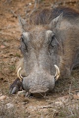 A resting warthog in Kruger National Park
