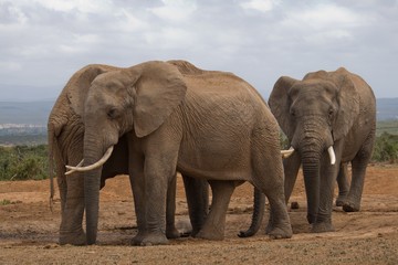 Fototapeta na wymiar Herd of elephants near a waterhole