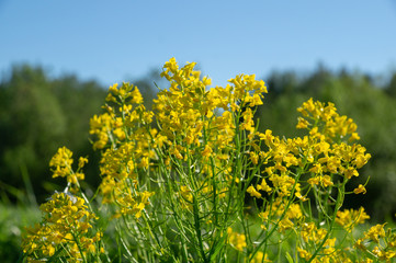 wild yellow flowers growing on a field in the countryside on a sunny spring day against the blue sky