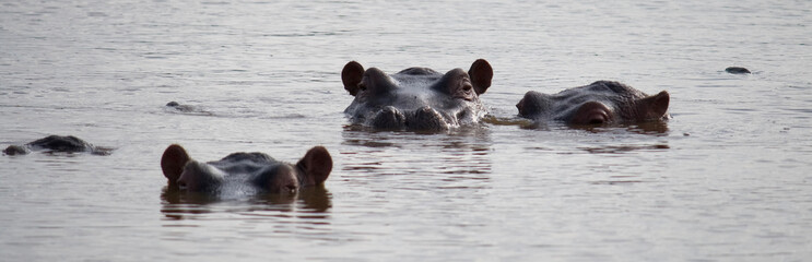 Hippos in the water in South Africa