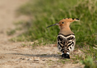 Closeup of Hoopoe seraching food, Bahrain 